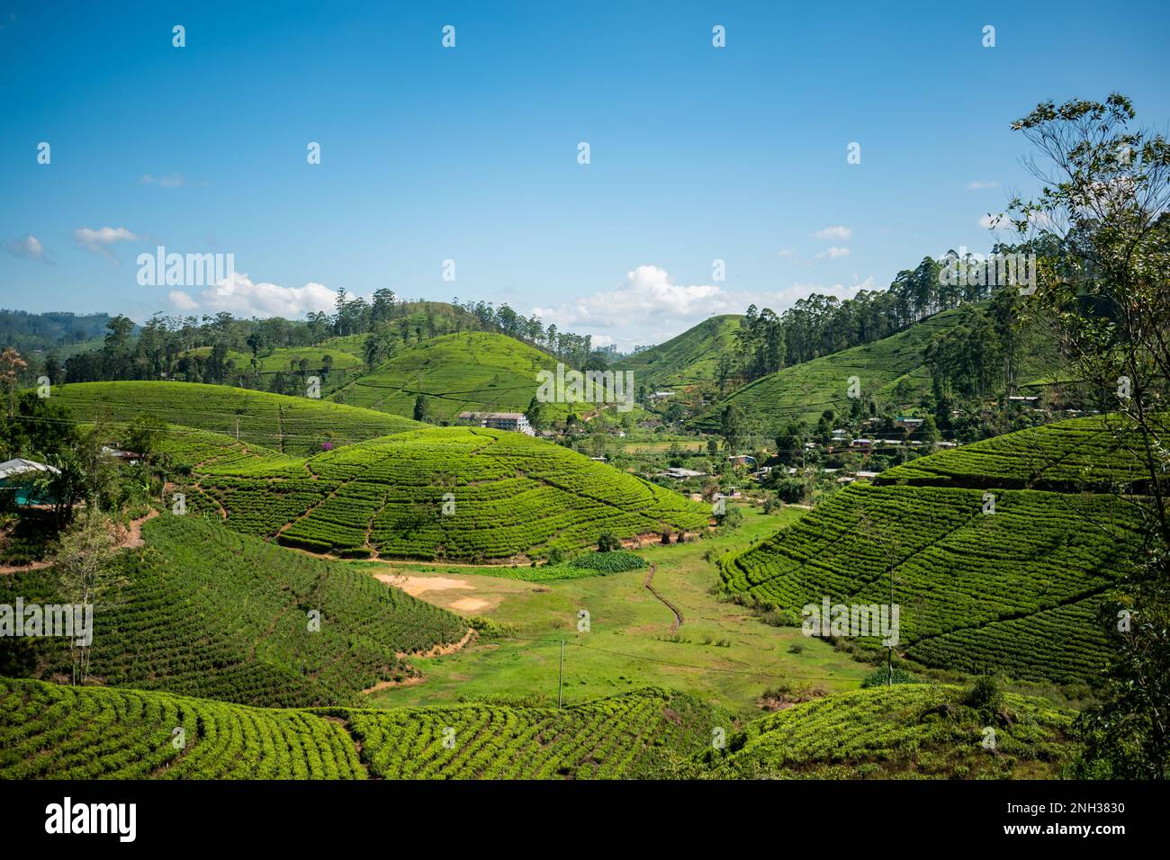Beautiful tea field in srilanka captured while going ella by hires