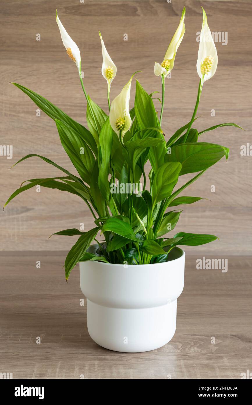 Peace Lily SPATHIPHYLLUM Potted plant houseplant perennial potted  leafy plant white flowers on slender stalks in a white pot wood pattern background Stock Photo