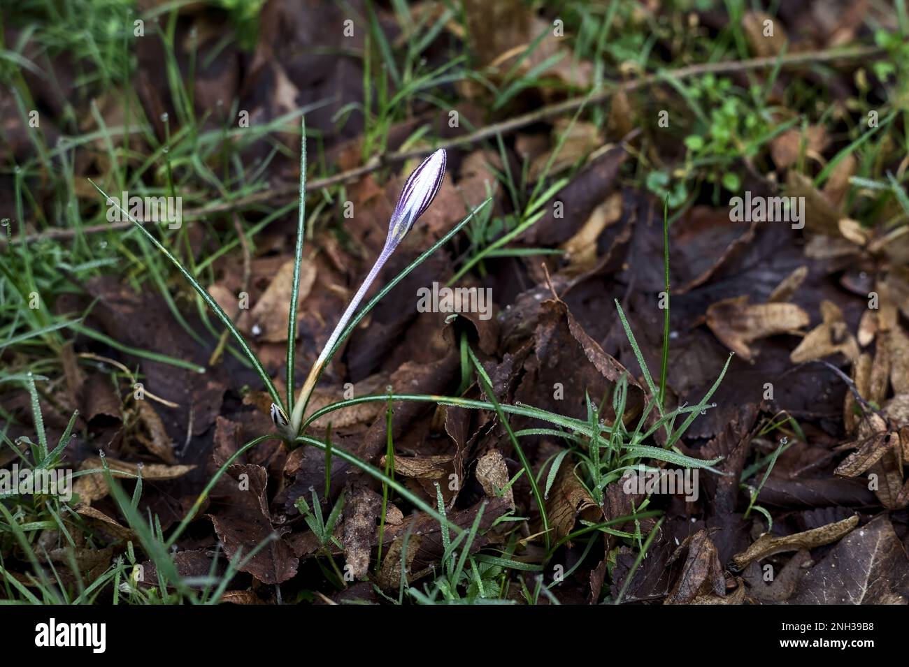 Crocus  biflorus with grass and foliage seen up close Stock Photo