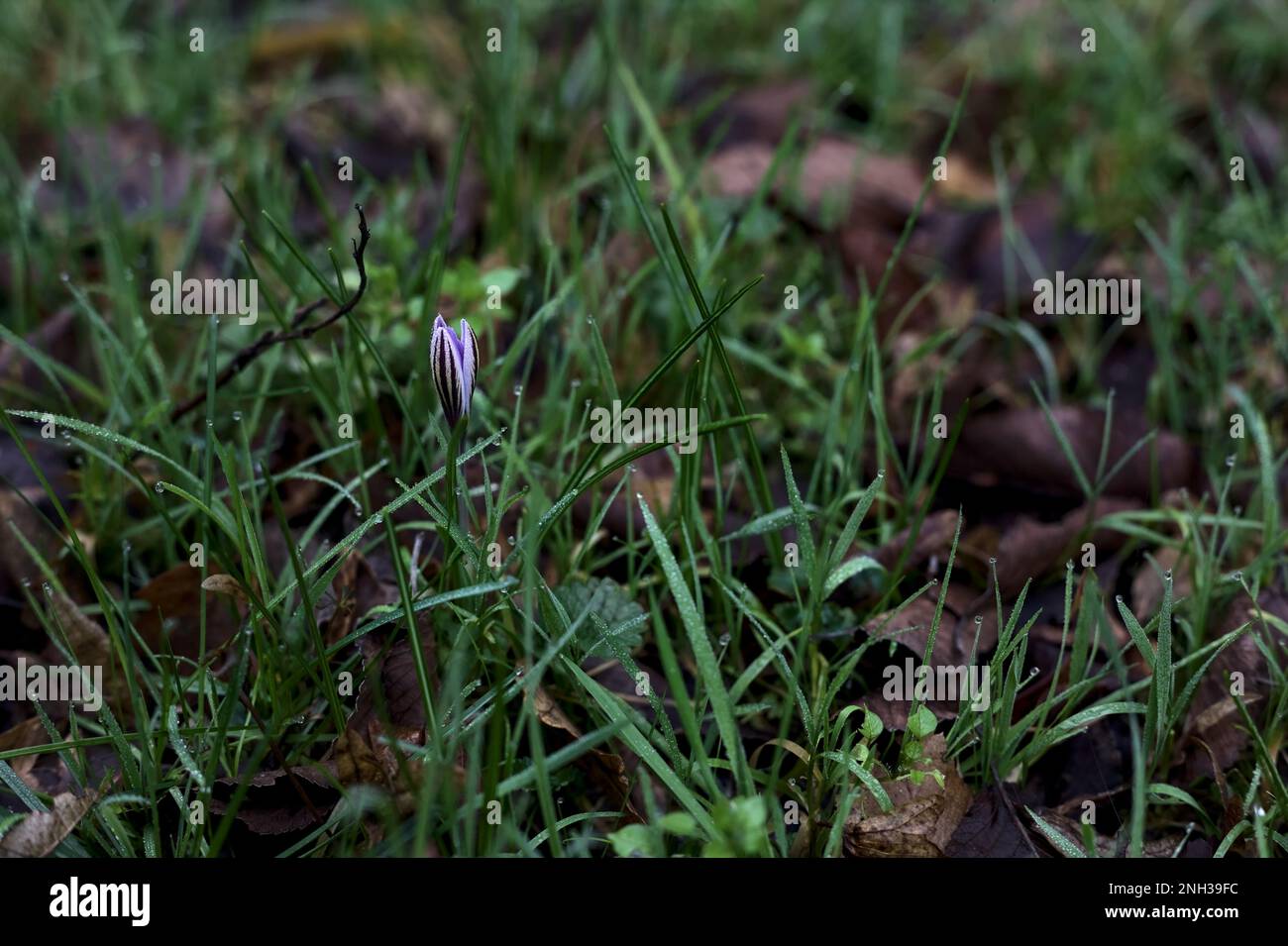 Crocus  biflorus with grass and foliage seen up close Stock Photo