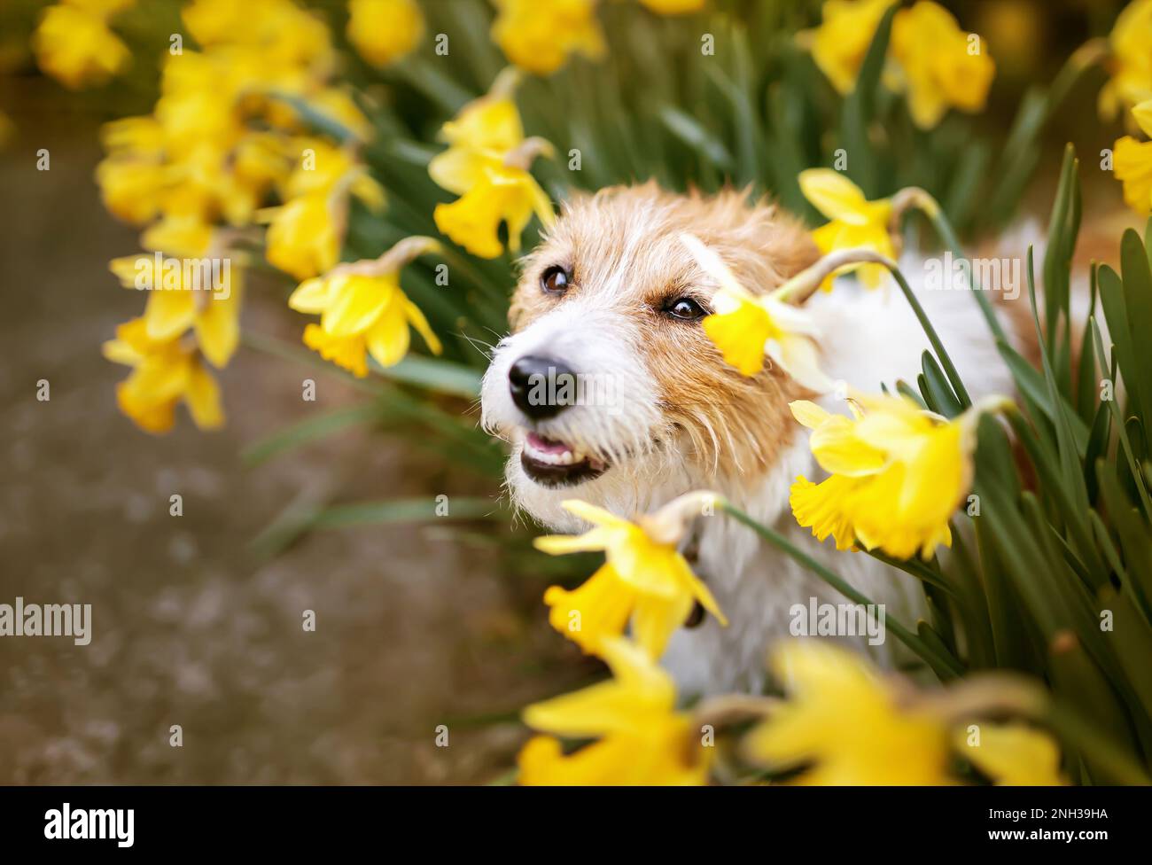 Happy cute pet dog puppy smiling in easter daffodil flowers. Spring