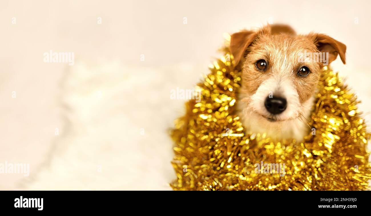 Funny happy christmas new year pet dog puppy smiling in golden garland decoration. Holiday party background. Stock Photo