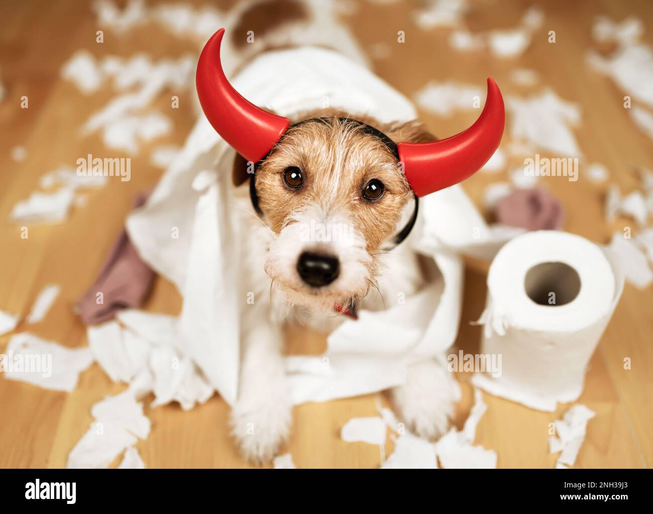 Funny, active naughty pet dog after biting, chewing a toilet paper at home. Dog mischief, disobedient puppy training. Stock Photo