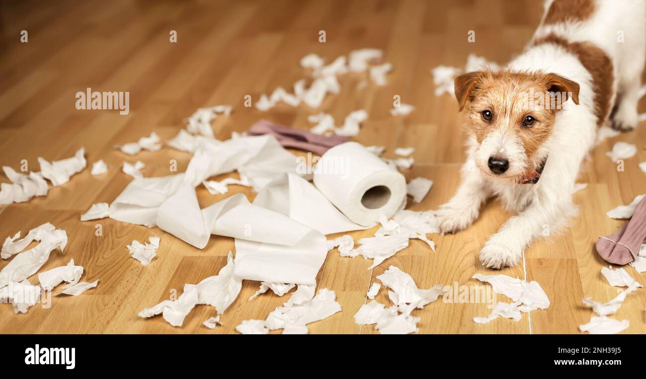 Funny, active naughty pet dog after biting, chewing a toilet paper at home. Dog mischief, disobedient puppy training banner. Separation anxiety. Stock Photo