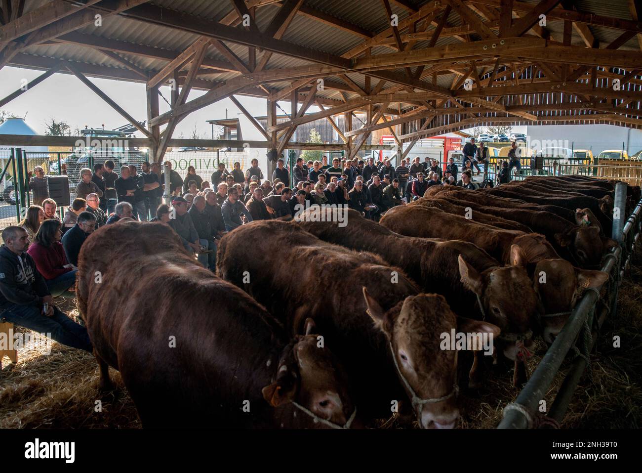 Auction of Limousin bulls in Lacapelle Marival, in Lot, France on February 17, 2023. The Capel Cooperative Group's Bovidoc Cattle Producers Organization is organizing its winter auction of Limousin breeding stock at the Lacapelle-Marival fairground. For the first time in the Lot, the auction will take place entirely by show of hands. Photo by Denis Prezat/ABACAPRESS.COM Stock Photo