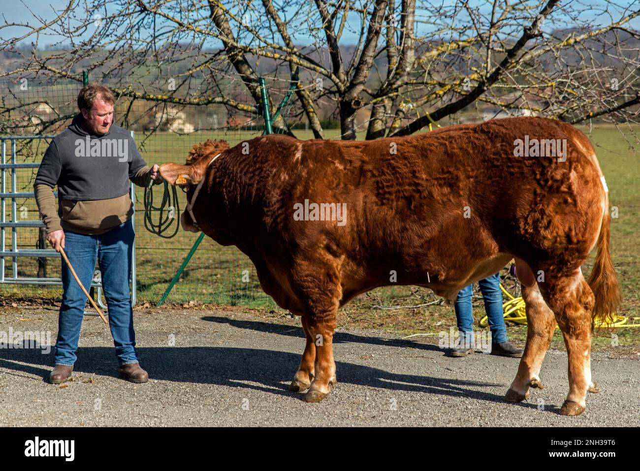 Auction of Limousin bulls in Lacapelle Marival, in Lot, France on February 17, 2023. The Capel Cooperative Group's Bovidoc Cattle Producers Organization is organizing its winter auction of Limousin breeding stock at the Lacapelle-Marival fairground. For the first time in the Lot, the auction will take place entirely by show of hands. Photo by Denis Prezat/ABACAPRESS.COM Stock Photo