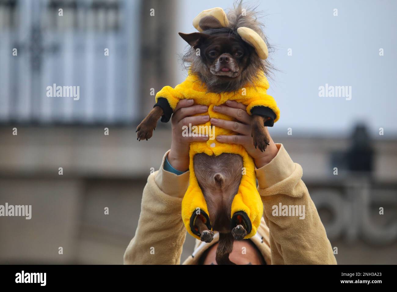 Aviles, Asturias, Spain. 19th Feb, 2023. Aviles, SPAIN: A dog dressed as Simba, is picked up by its owner during the Antroxaes Pet Contest on February 18, 2023, in Aviles, Spain. (Credit Image: © Alberto Brevers/Pacific Press via ZUMA Press Wire) EDITORIAL USAGE ONLY! Not for Commercial USAGE! Stock Photo