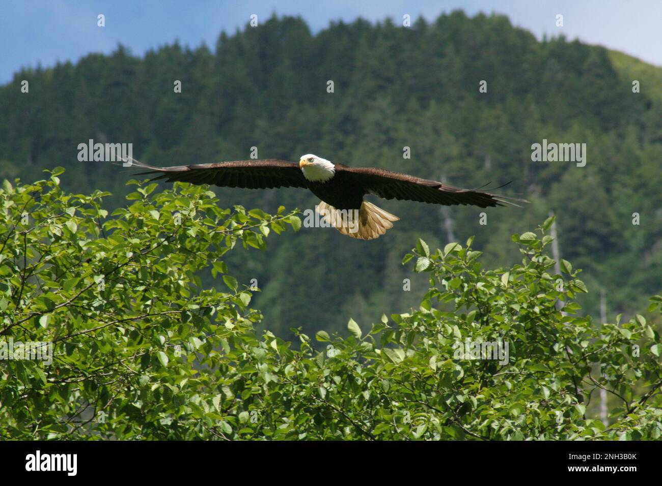 Bald eagle flying above treetops in Alaska Stock Photo - Alamy