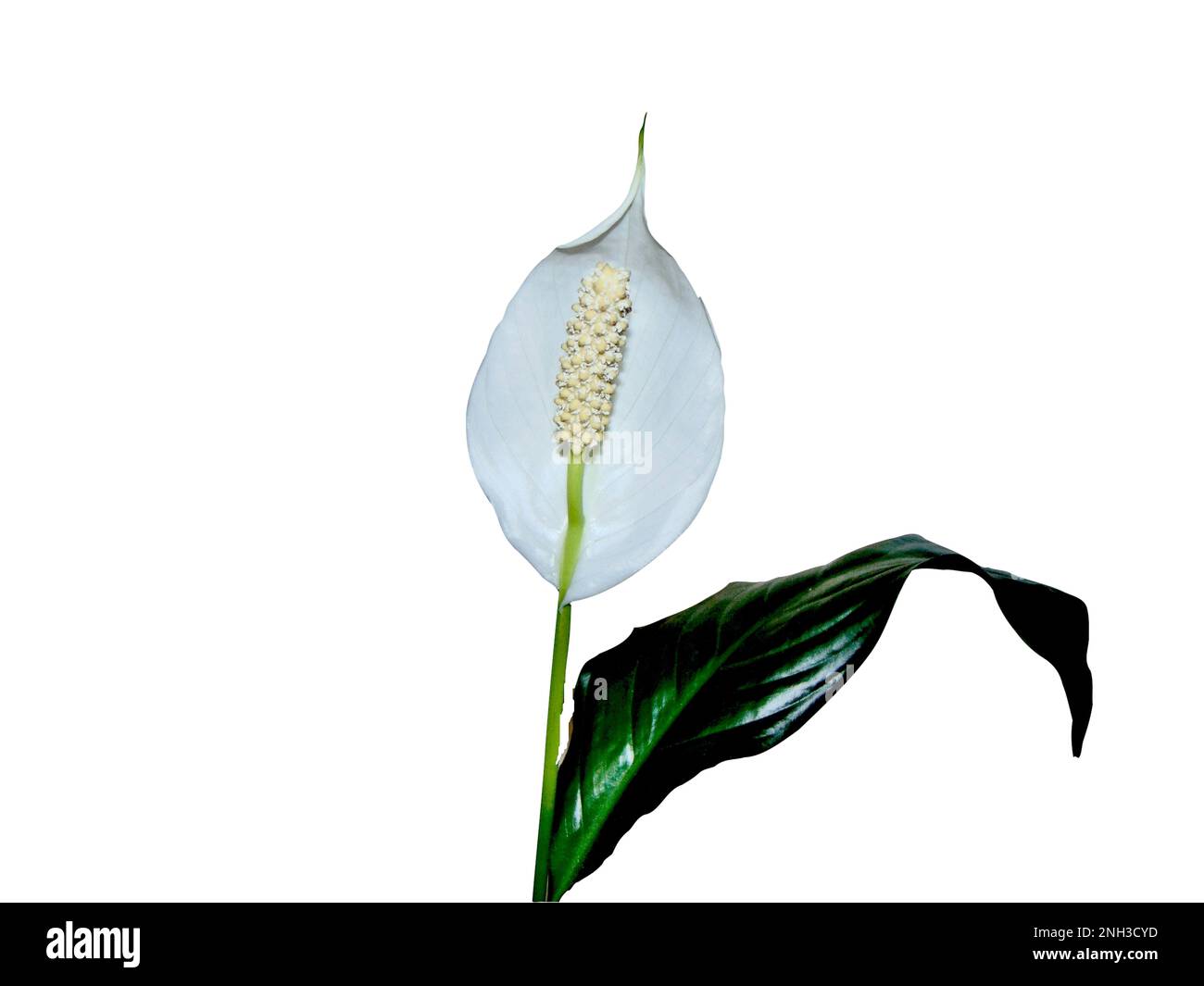 peace lily flower isolated on white Stock Photo Alamy