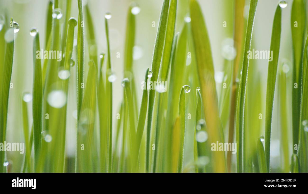 Young sprouts of grass with dew. Close-up view. Stock Photo