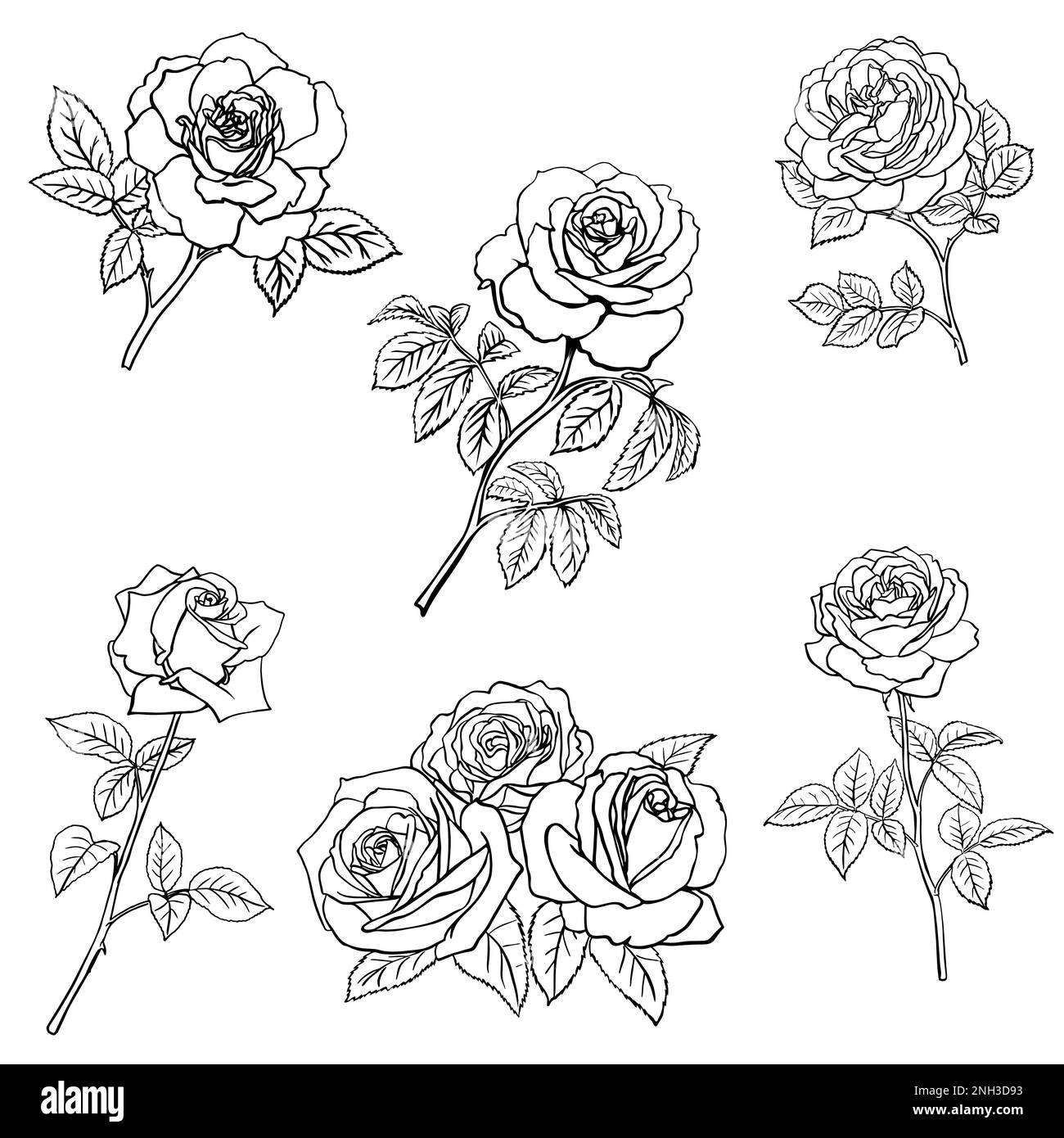 How to Draw a Rose The Ultimate Guide and 27 Beautiful Rose Drawing Ideas   Full Bloom Club