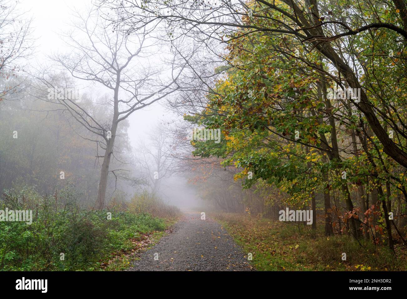 klowes kent Track leading into the mist in woodland at Clowes Wood in on an early Autumn morning. Overhanging trees on one side of the track Stock Photo This stylish and functional
