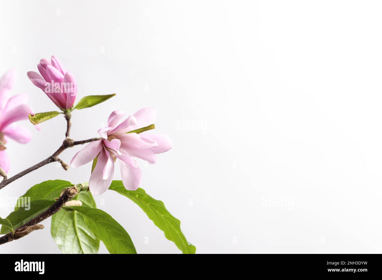 Magnolia tree branches with beautiful flowers on white background Stock ...