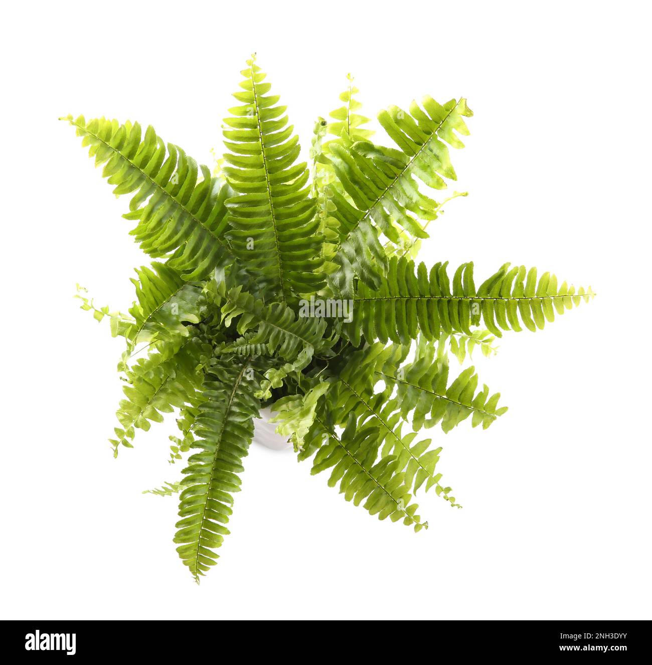 Beautiful fern with lush leaves isolated on white, top view Stock Photo