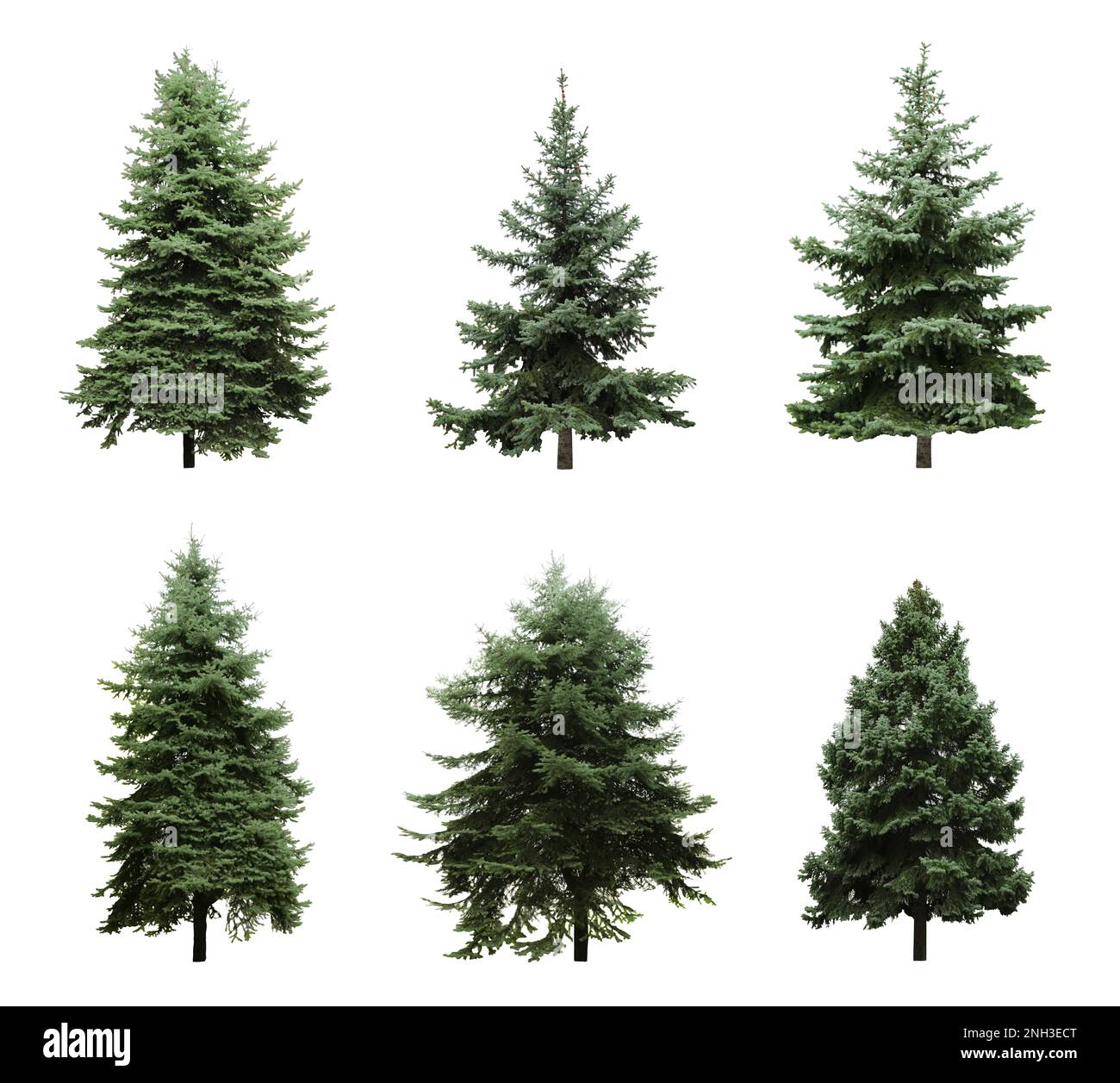 Beautiful evergreen fir trees on white background, collage Stock Photo
