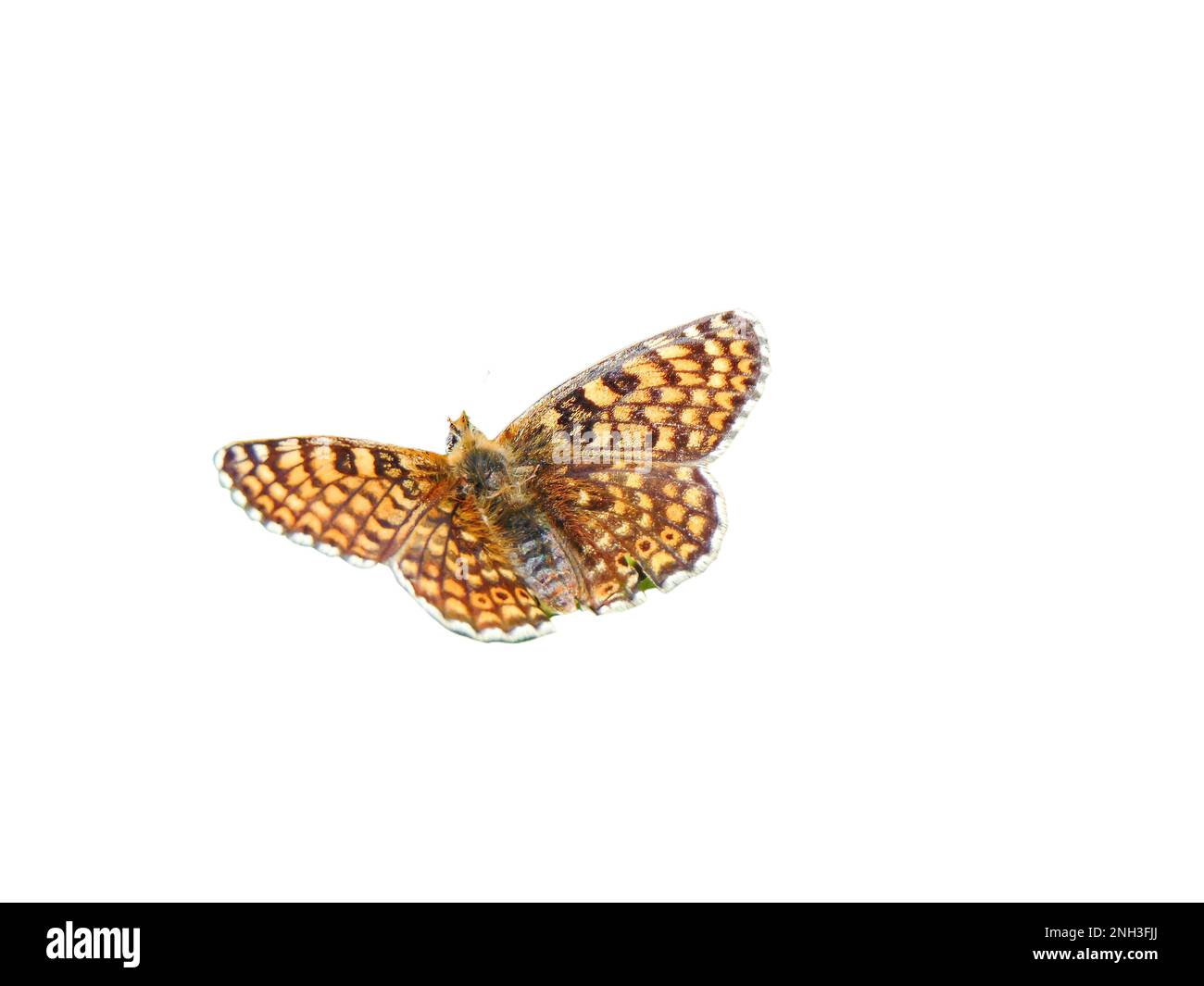 Glanville Fritillary butterfly (Melitaea cinxia) isolated on white background Stock Photo