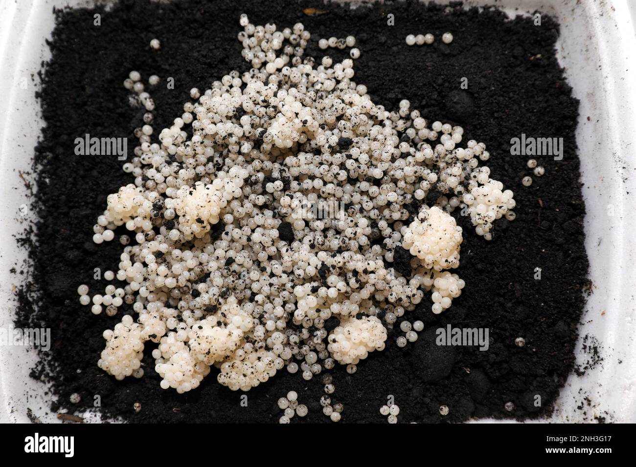 Many snail eggs on soil in plastic box, top view Stock Photo Alamy