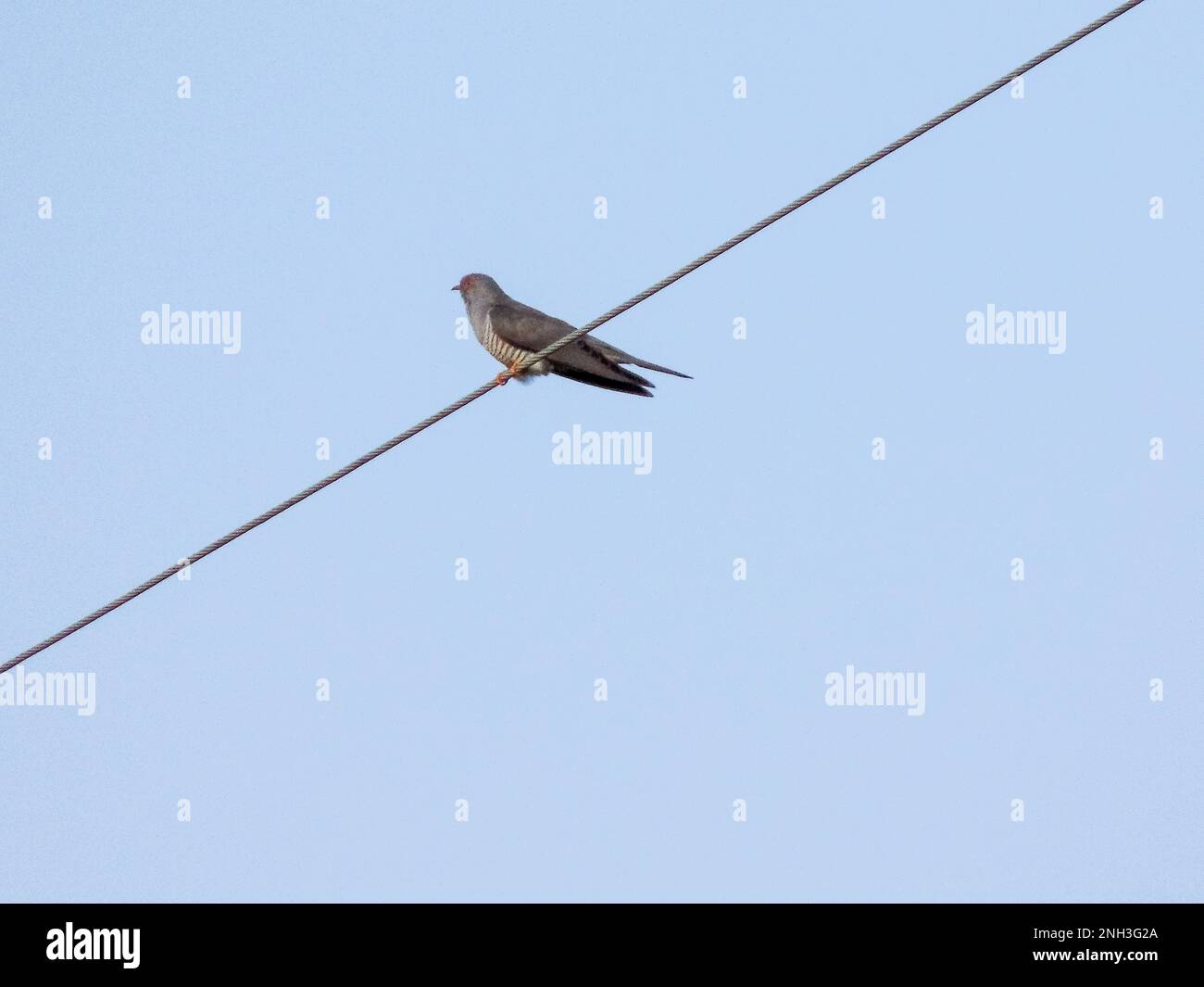 cuckoo bird on a power line in Romania Stock Photo