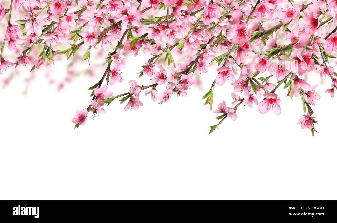 Beautiful sakura tree branches with delicate pink flowers on white ...