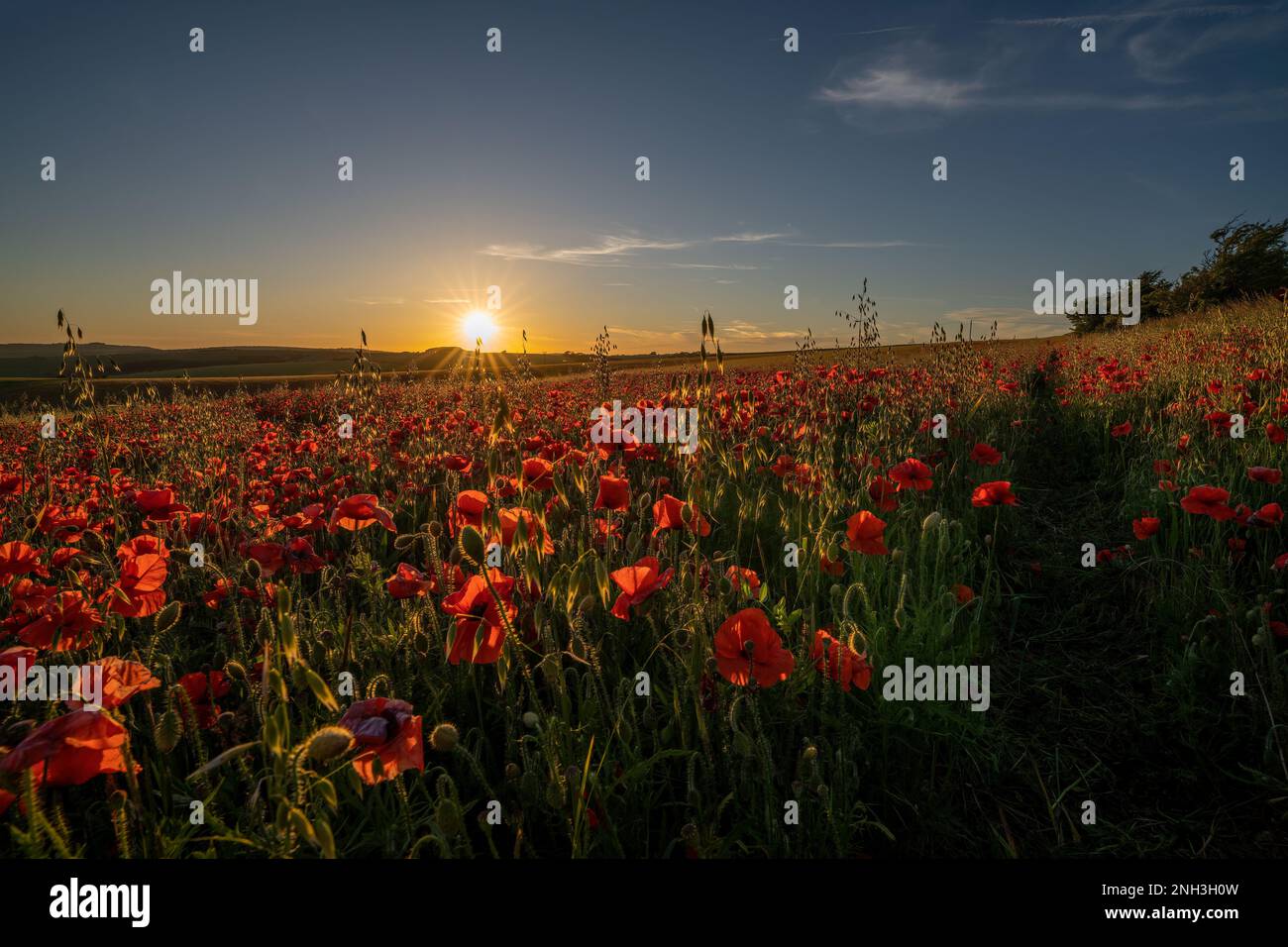 A field of Poppies - Papaver rhoeas at sunset on the South Downs National Park, Brighton, East Sussex, England, Uk, Gb. Stock Photo