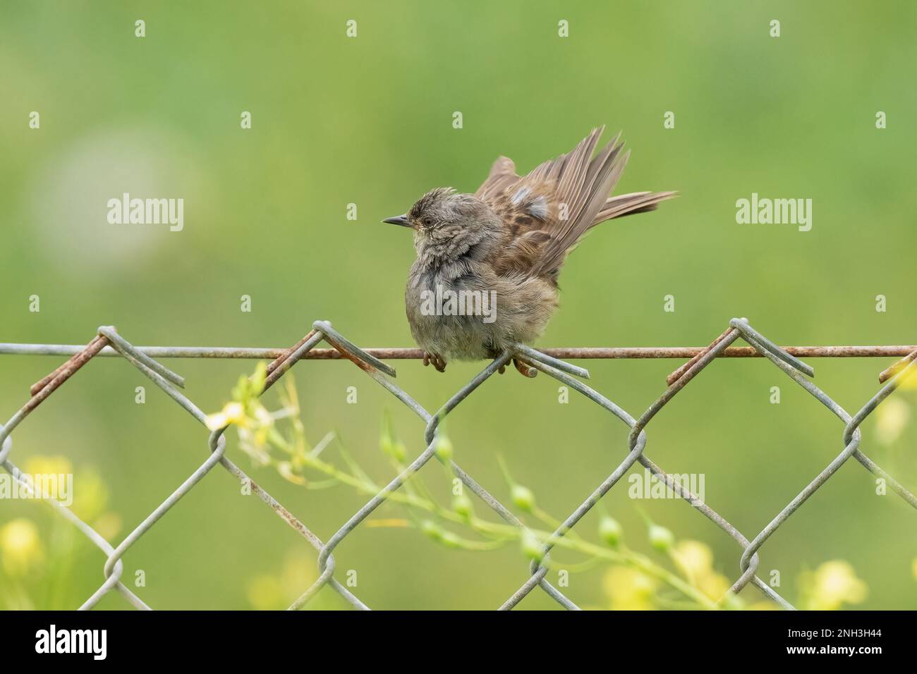 Juvenile Dunnock-Prunella modularis perched on wire fence. Stock Photo