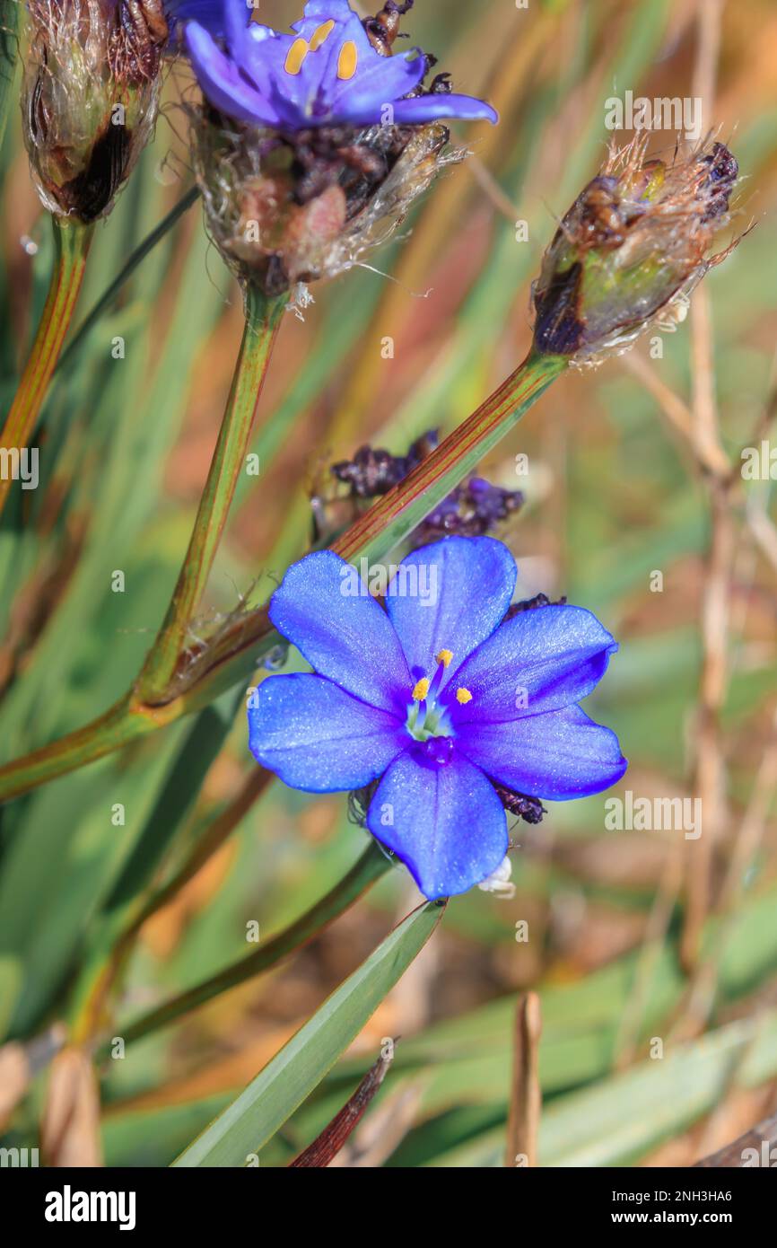 (Artistes ecklonii), Brilliant blue stars Wild flowers during spring, Cape Town, South Africa Stock Photo