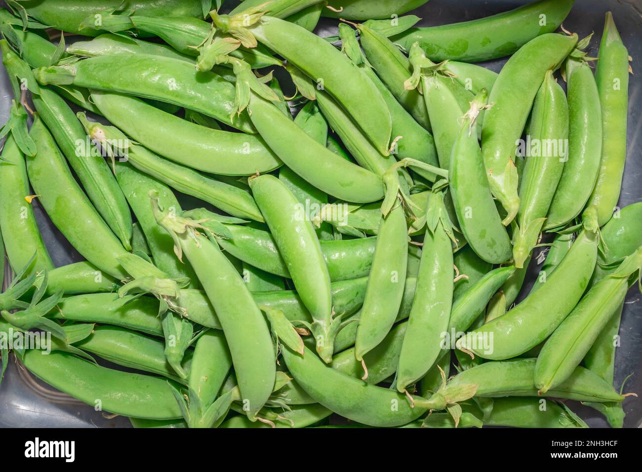 Sugar Snap peas (possum sativum), Cape Town, South Africa Stock Photo