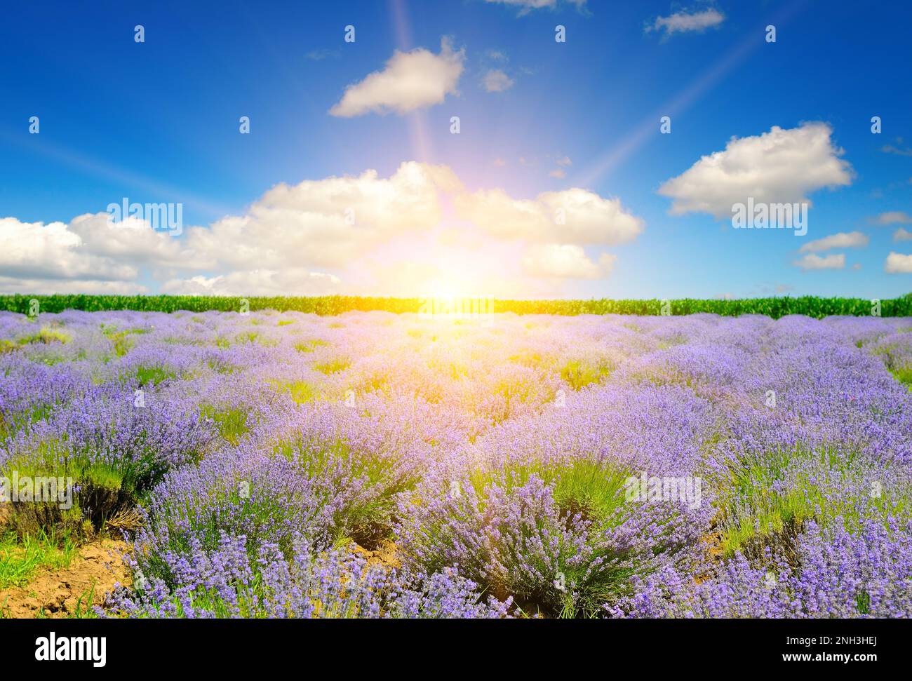 Field with blooming lavender and sunrise over the horizon Stock Photo -  Alamy, image size:1300x971