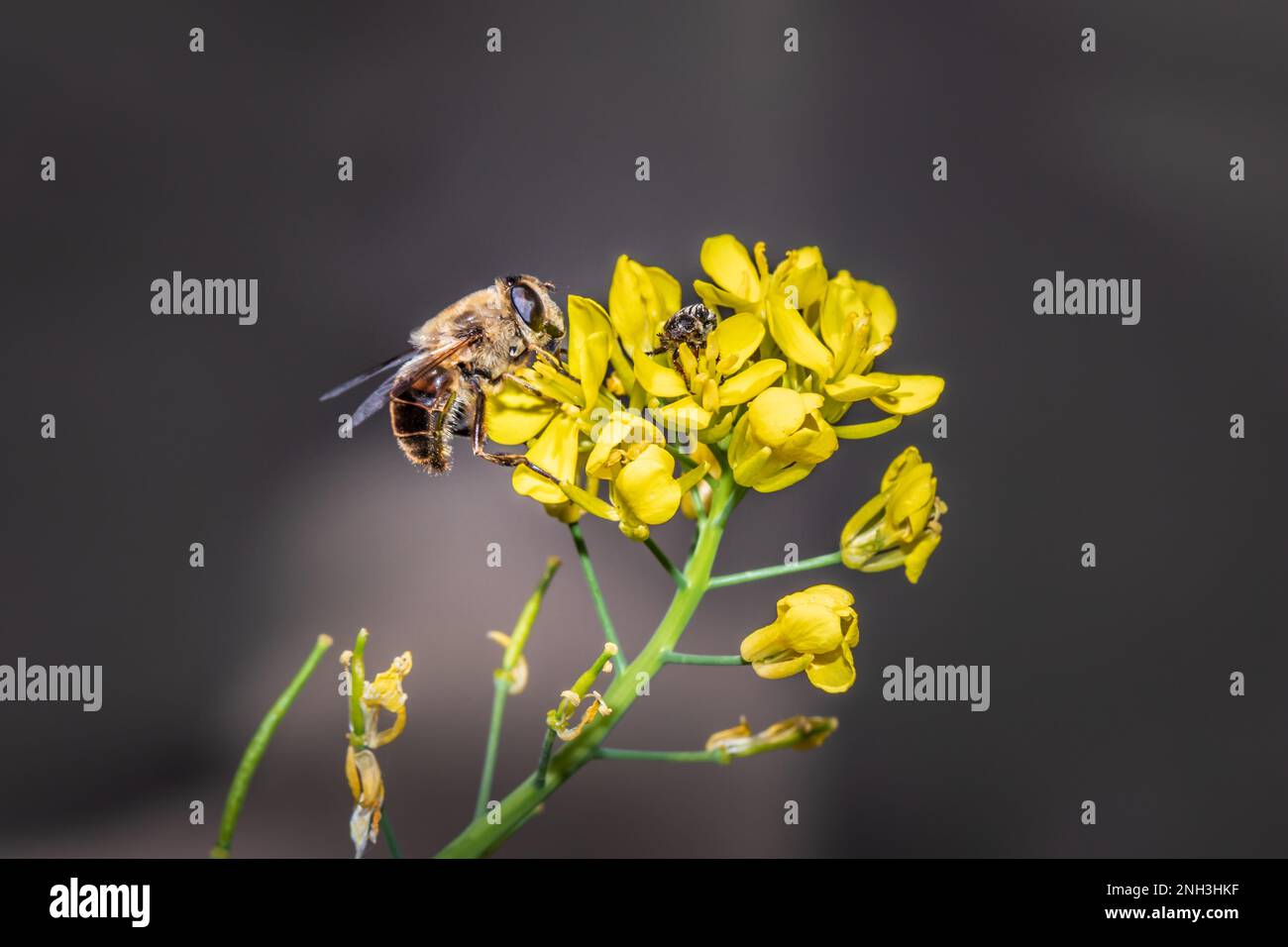 Honey Bee (Apis) and Monkey beetle (Clania glenlyonensis) feeding on yellow Wild flowers during spring, Cape Town, South Africa Stock Photo