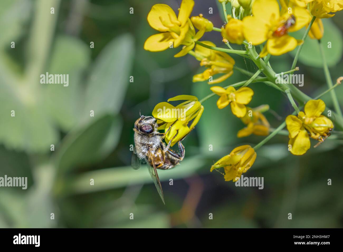 Honey Bee (Apis) feeding on yellow Wild flowers during spring, Cape Town, South Africa Stock Photo