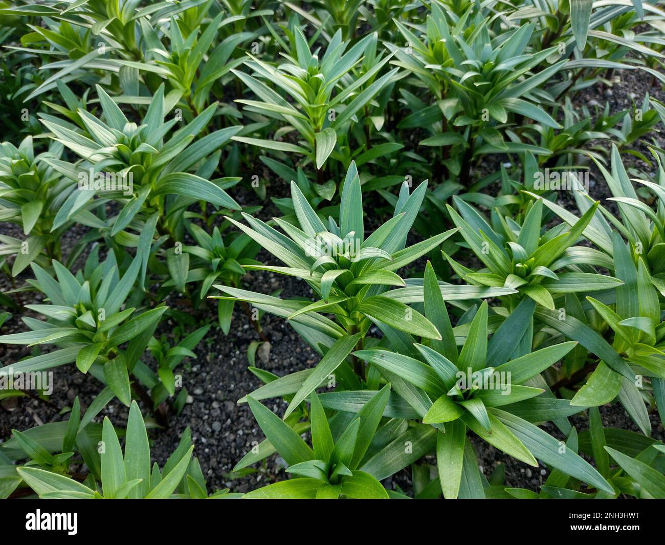 Tiger lily plant leaves