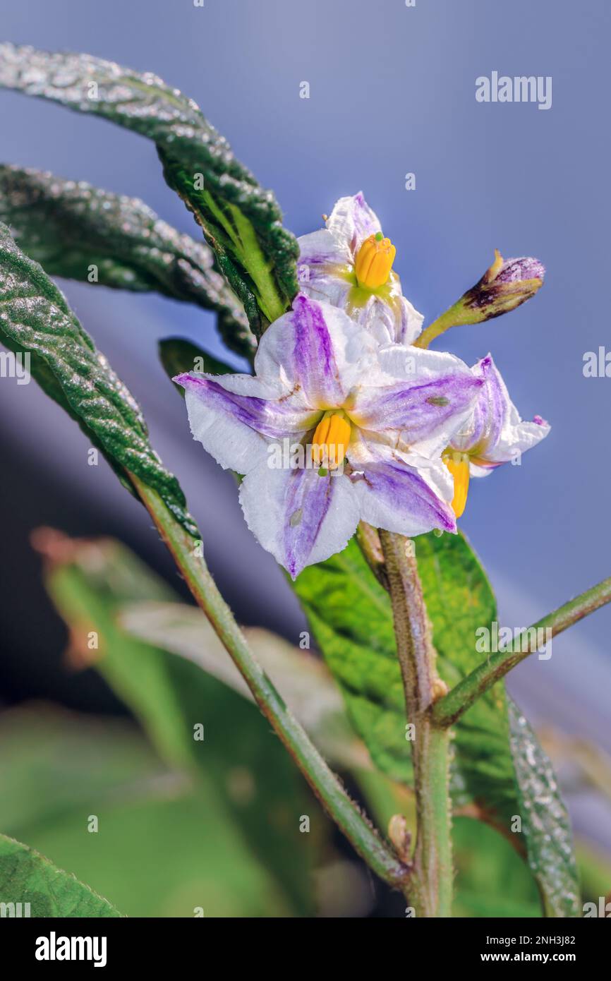 Purple pepino melon flower (Solanum muricatum) growing, South Africa Stock Photo