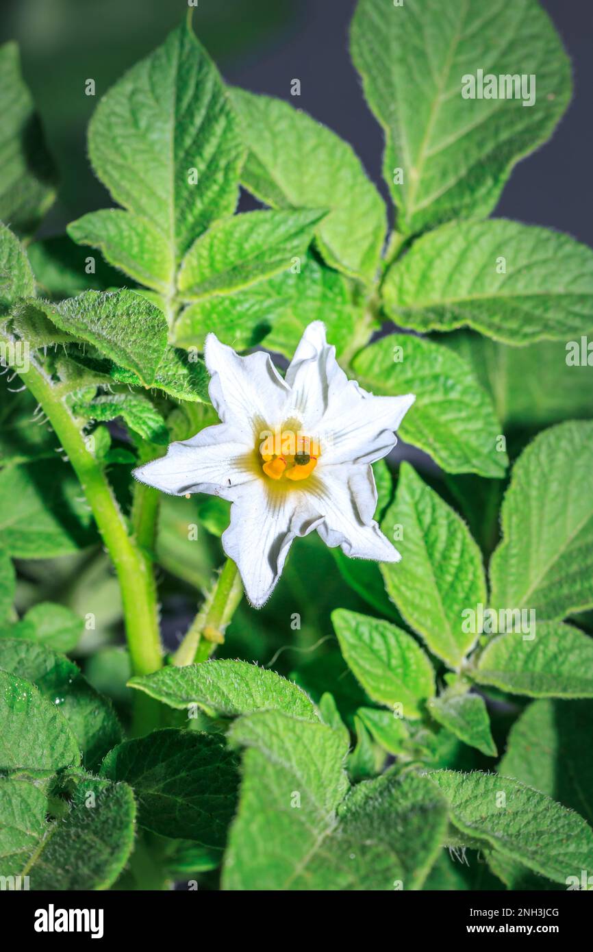 Irish potatoes (Solanum tuberosum) white flower, Cape Town, South Africa Stock Photo