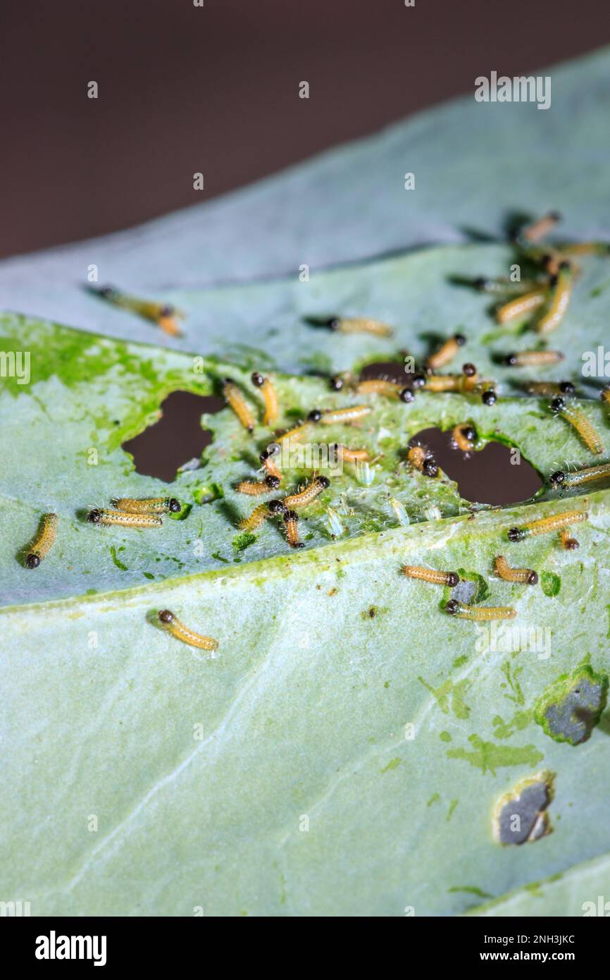 Baby caterpillars hi-res stock photography and images - Alamy