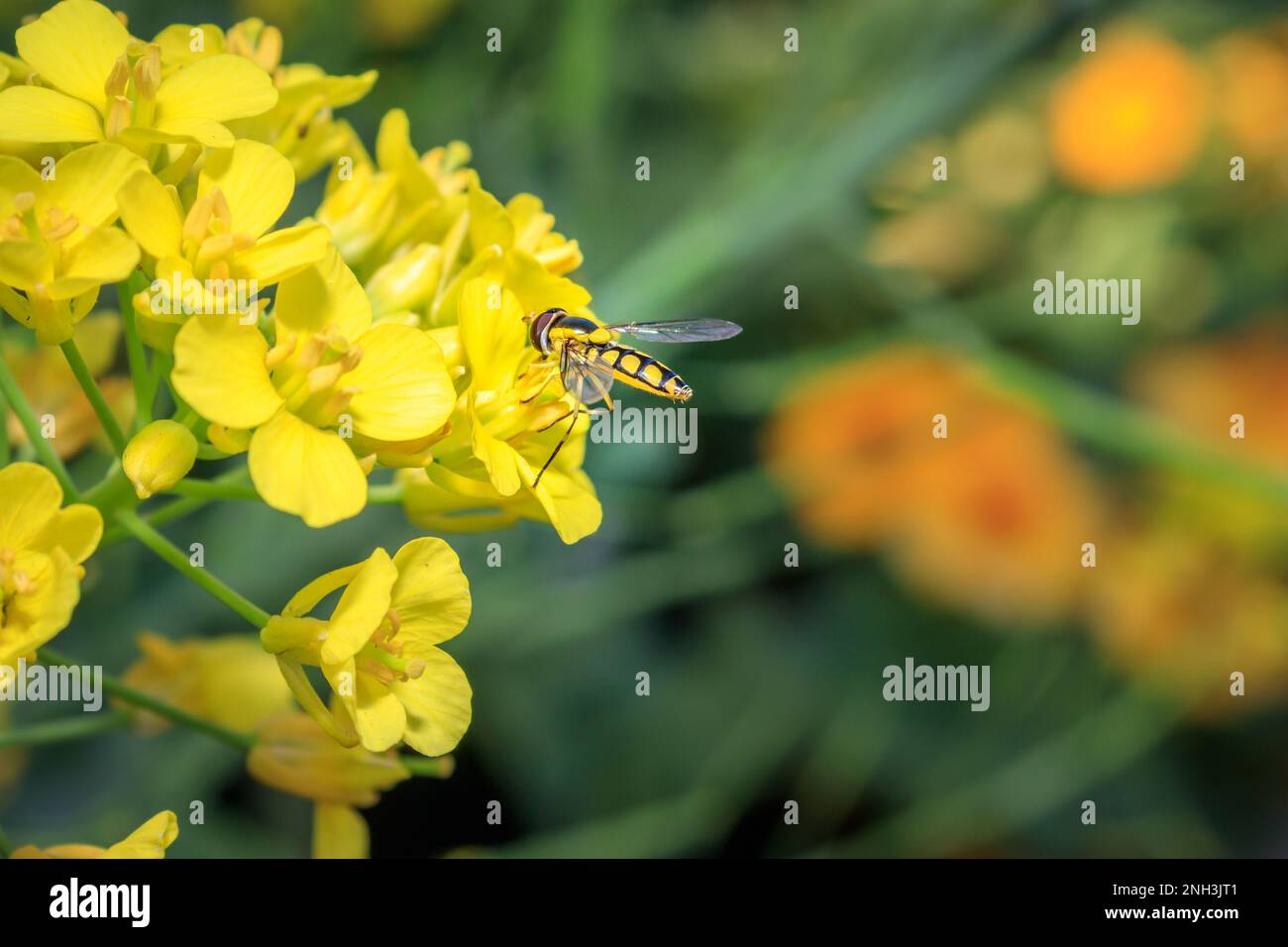 Yellow and black Hoverfly (Asarkina Africana) feeding on yellow Wild flowers during spring, Cape Town, South Africa Stock Photo