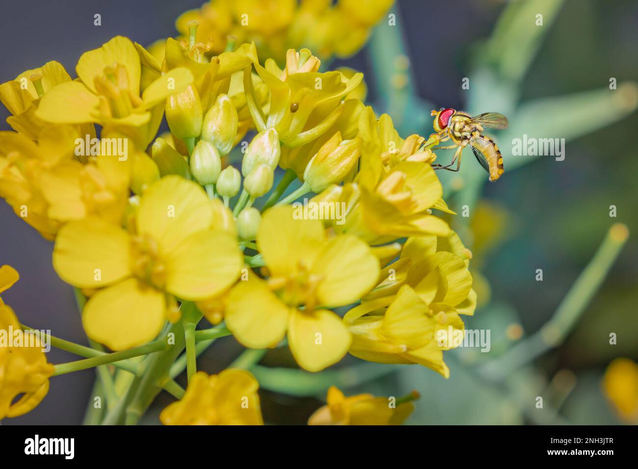 Yellow and black Hoverfly (Asarkina Africana) feeding on yellow Wild flowers during spring, Cape Town, South Africa Stock Photo