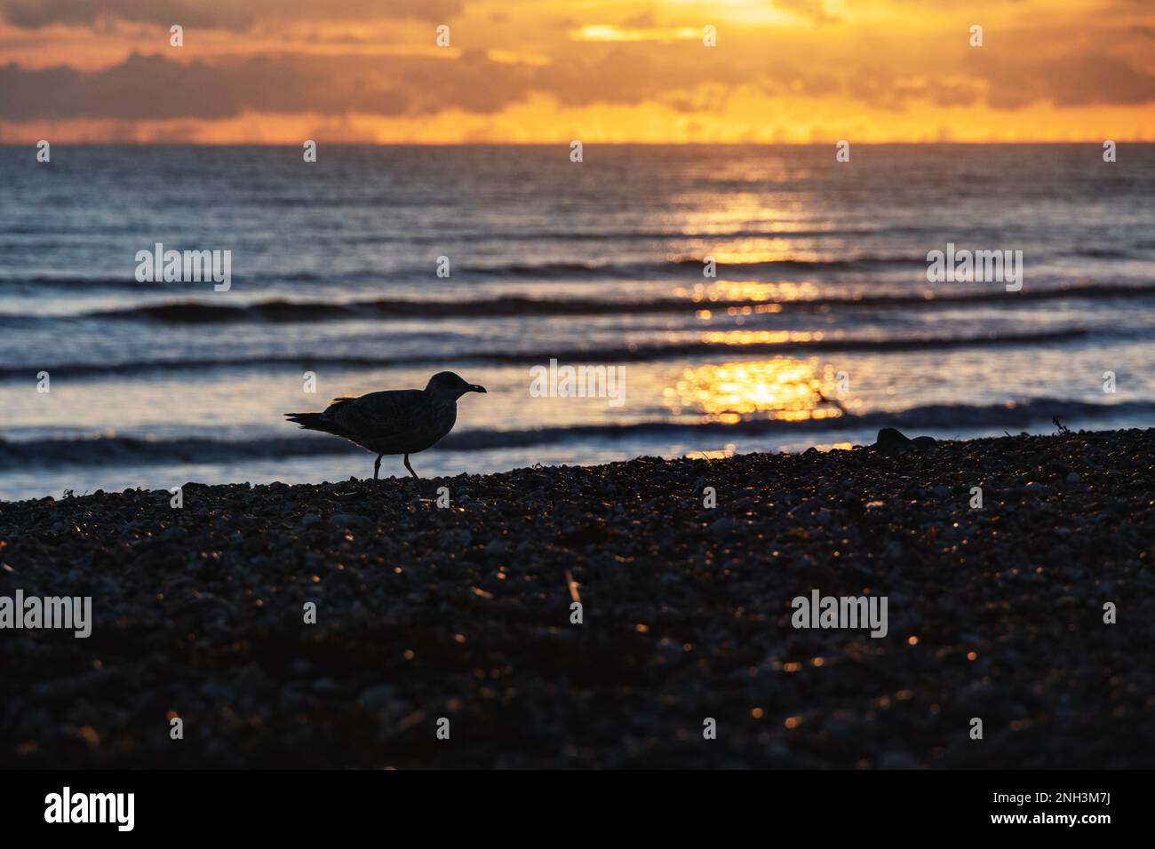 silhouette of a gull walking along the beach at sunset, Worthing, West Sussex, UK Stock Photo