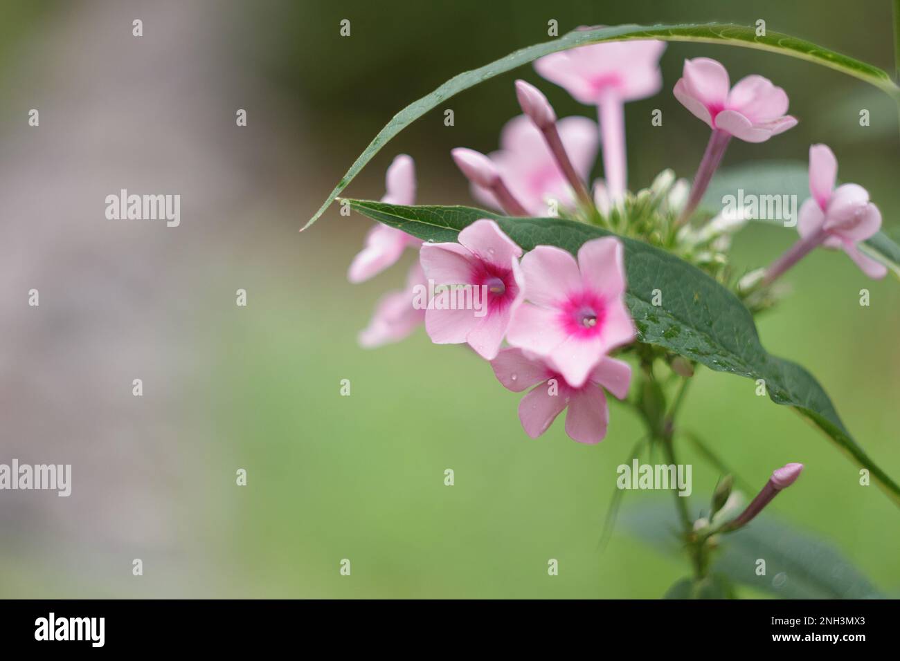 Pink phlox flowers in a garden Stock Photo