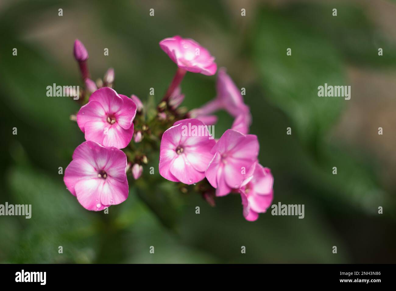 Pink phlox flowers in a garden Stock Photo - Alamy