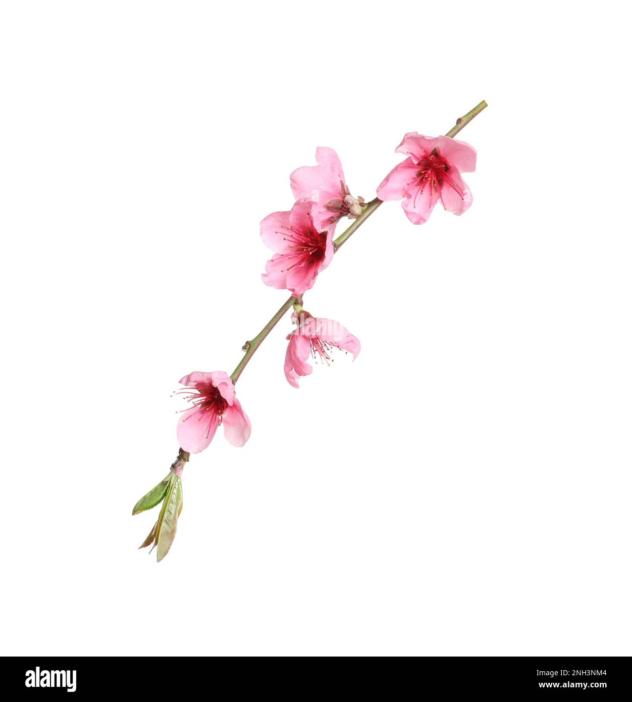 Beautiful sakura tree branch isolated on white Stock Photo