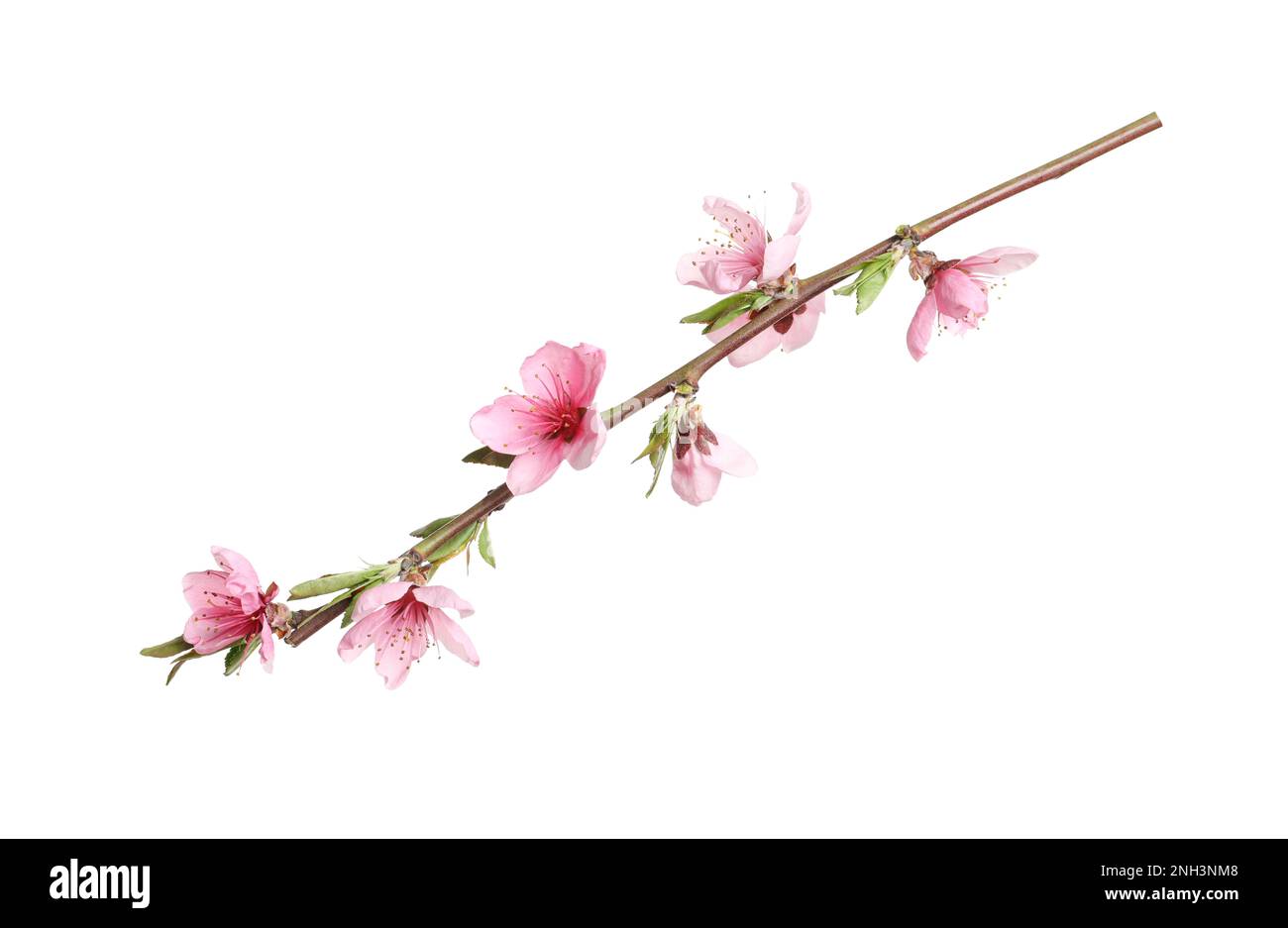 Beautiful sakura tree branch isolated on white Stock Photo