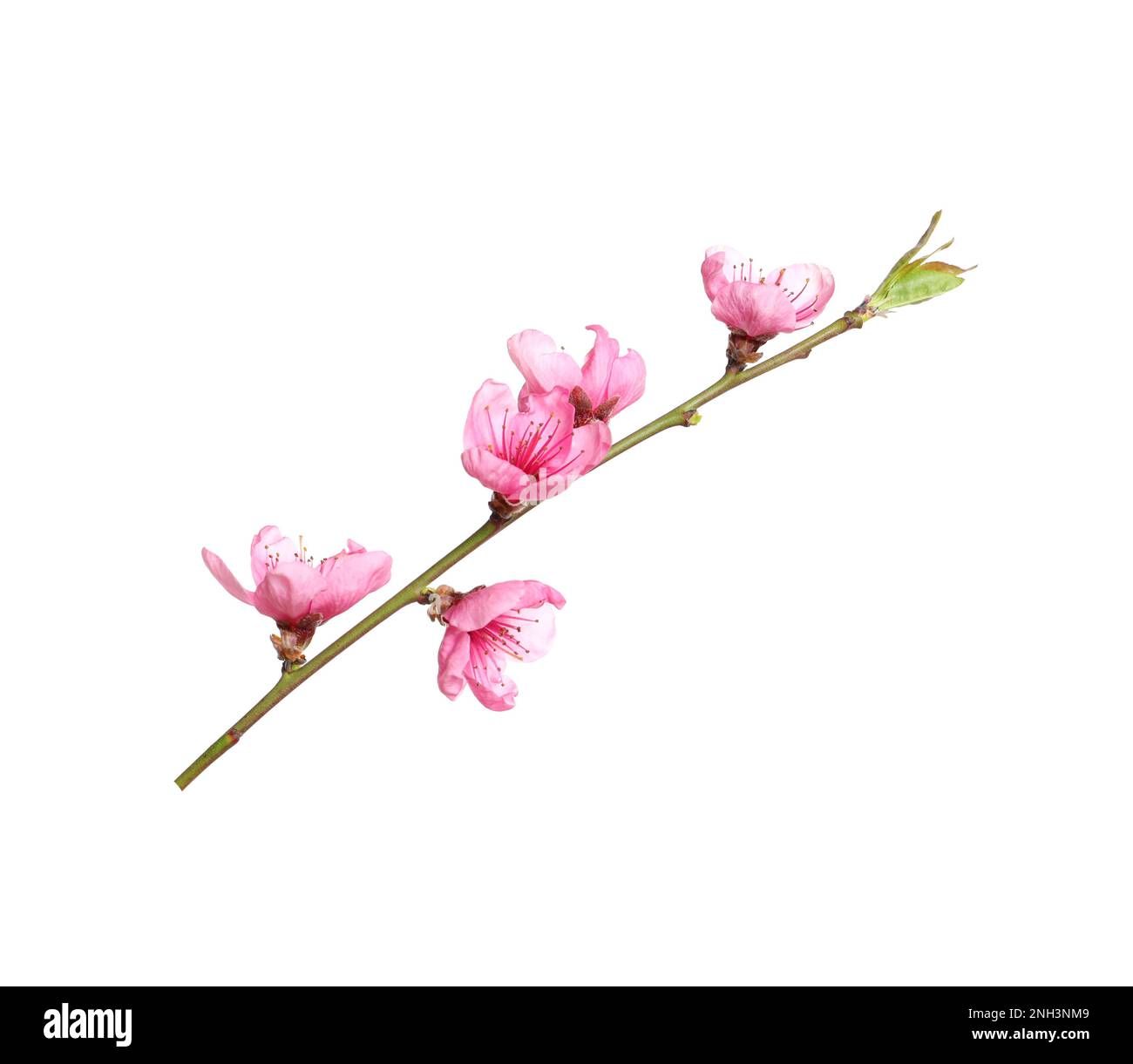 Beautiful sakura tree branch isolated on white Stock Photo