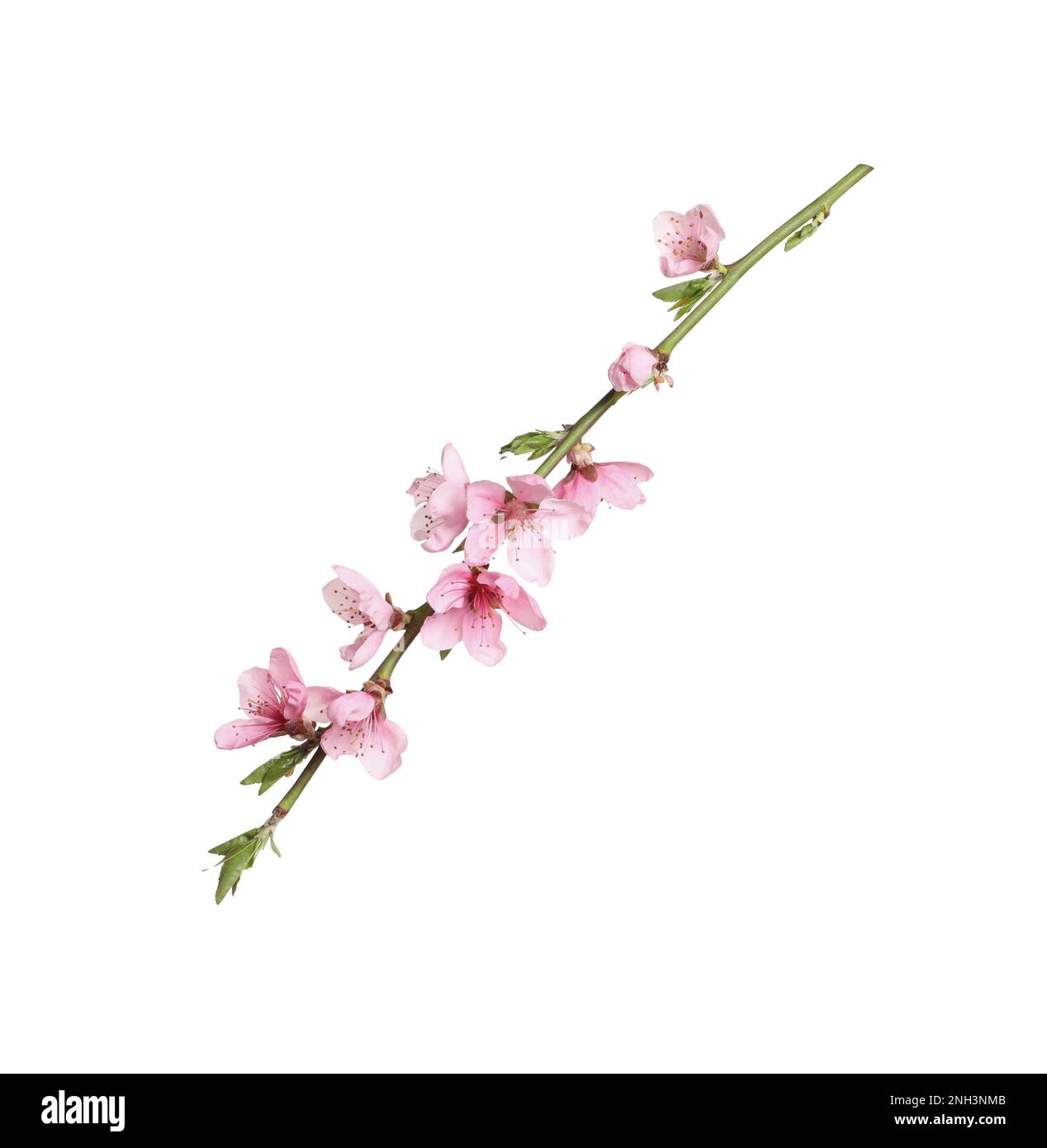 Beautiful sakura tree branch isolated on white Stock Photo