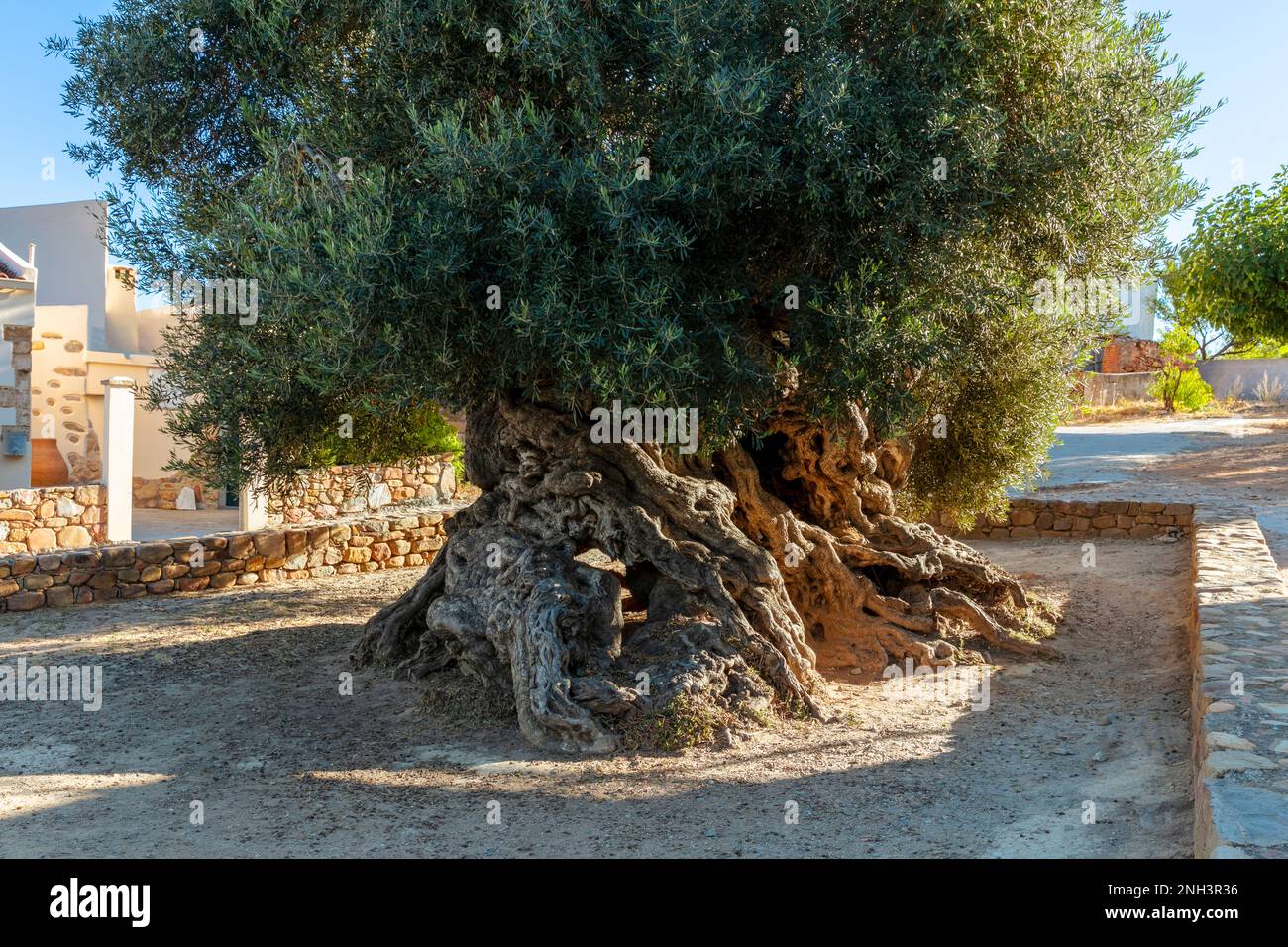 The Oldest Olive Tree Ano Vouves In Chania Crete Greece Stock Photo the-oldest-olive-tree-ano-vouves-in-chania-crete-greece-stock-photo