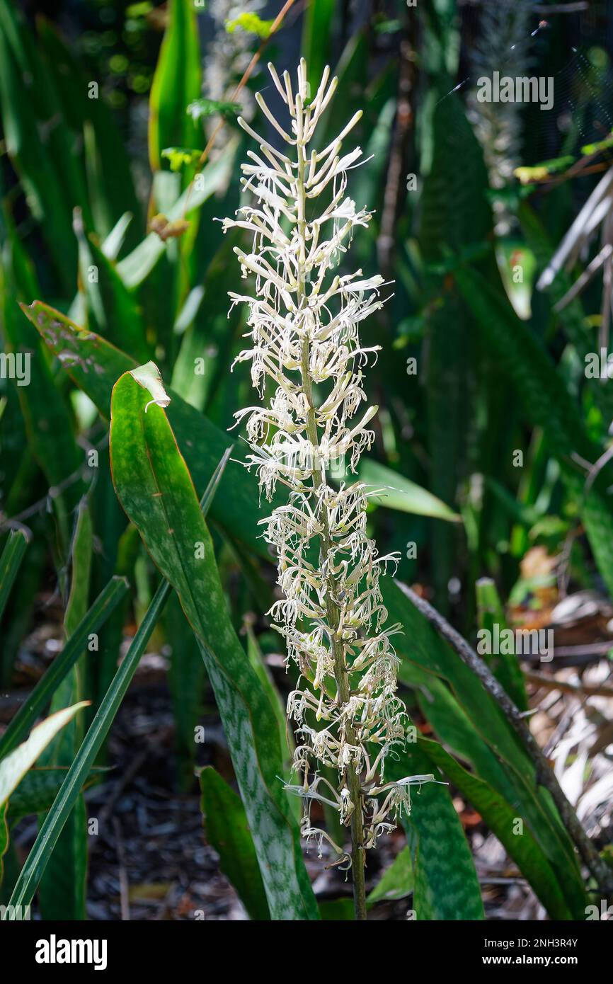 Cayo costa hi-res stock photography and images - Alamy