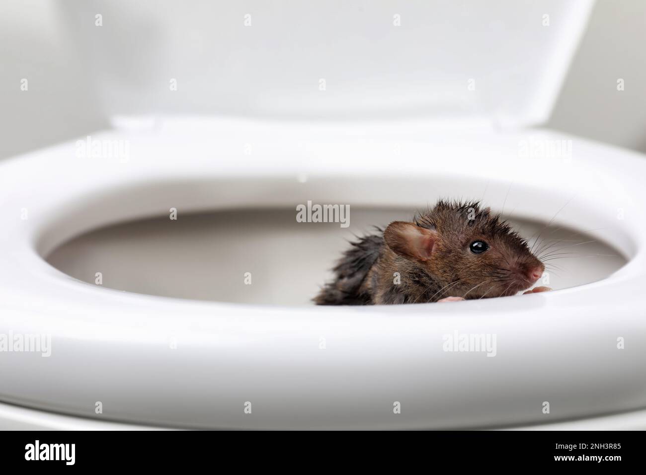 Wet rat on toilet bowl in bathroom. Pest control Stock Photo Alamy
