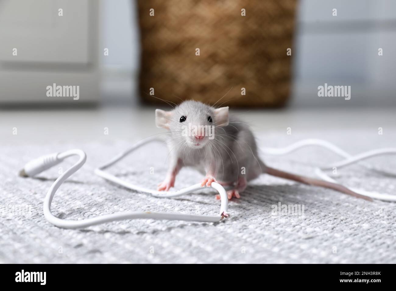 Rat with chewed electric wire on floor indoors. Pest control Stock Photo