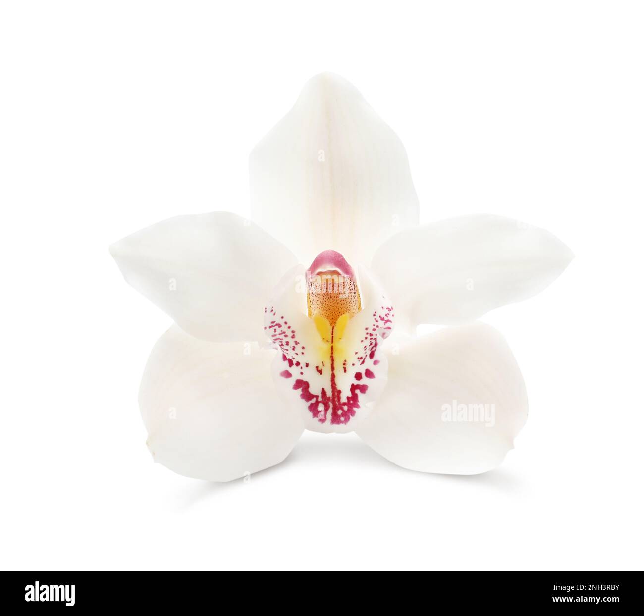Beautiful tropical orchid flower isolated on white Stock Photo - Alamy