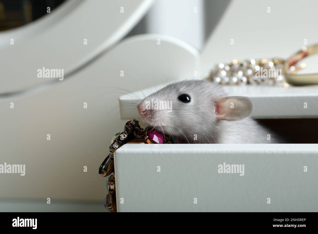 Cute small rat with jewelry in chest of drawers, closeup Stock Photo