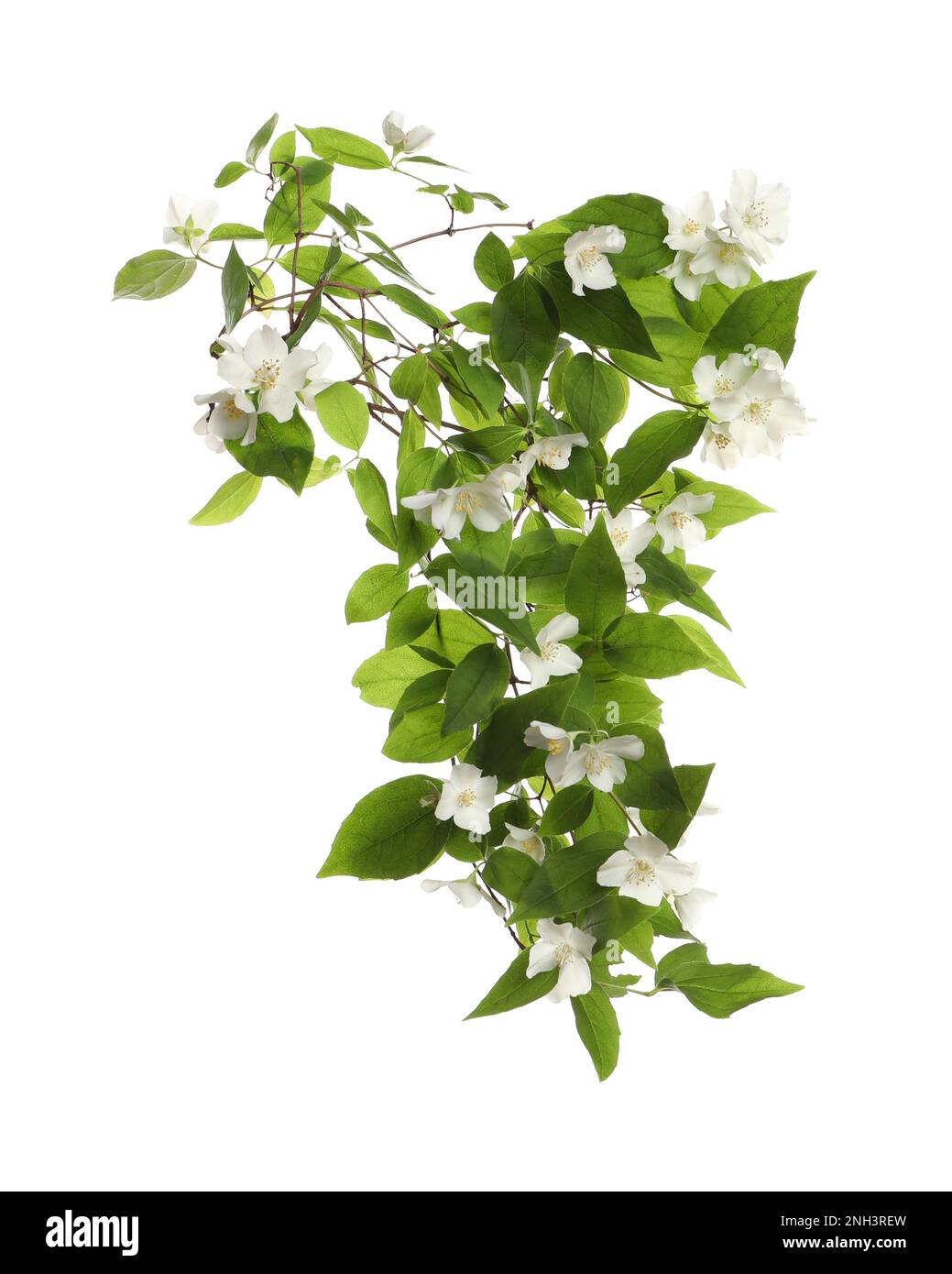 Branch of beautiful jasmine plant on white background Stock Photo Alamy